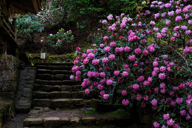 シャクナゲ満開!室生寺(前編)_f0155048_1843812.jpg