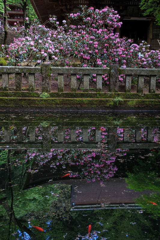 シャクナゲ満開!室生寺(前編)_f0155048_1914838.jpg