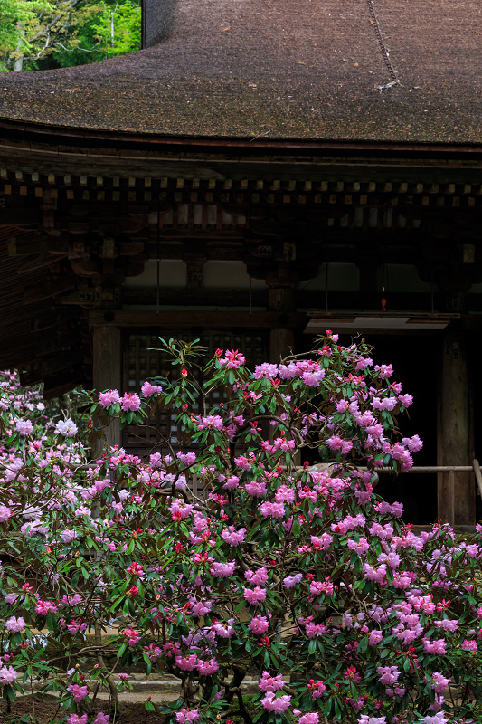 シャクナゲ満開!室生寺(前編)_f0155048_19163277.jpg