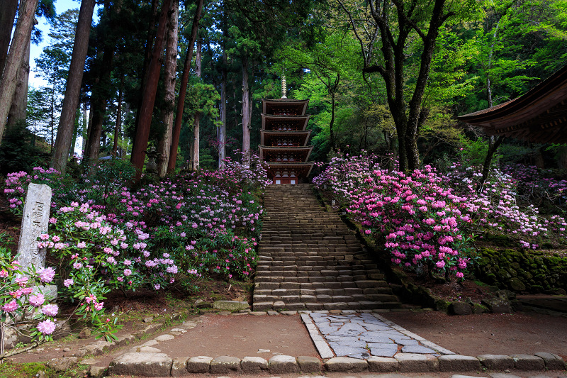 シャクナゲ満開!室生寺(前編)_f0155048_19242313.jpg