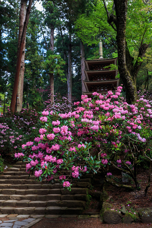 シャクナゲ満開!室生寺(前編)_f0155048_193341.jpg