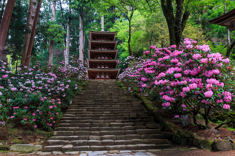 シャクナゲ満開!室生寺(前編)_f0155048_19562116.jpg