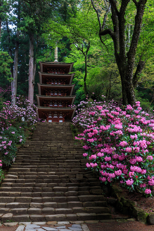 シャクナゲ満開!室生寺(前編)_f0155048_19572373.jpg