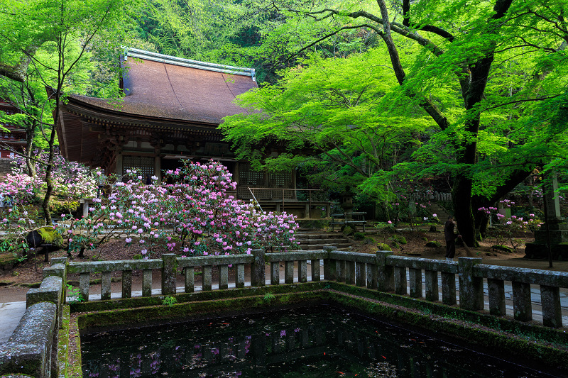 シャクナゲ満開!室生寺(前編)_f0155048_1994424.jpg