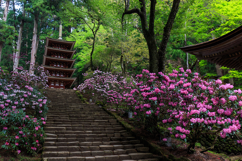 シャクナゲ満開!室生寺(前編)_f0155048_2021988.jpg