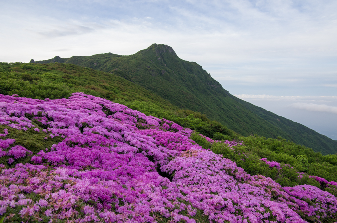 今年最後のミヤマキリシマ鑑賞に大船へ朝駆け‼_f0316348_09531323.jpg