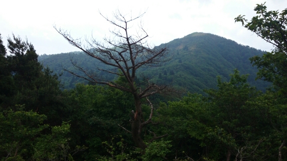 比良縦走第二弾♪　　朽木栃生〜武奈ヶ岳〜シャカ岳~比良_b0148050_1415190.jpg