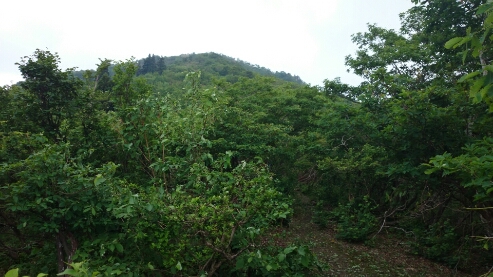 比良縦走第二弾♪　　朽木栃生〜武奈ヶ岳〜シャカ岳~比良_b0148050_14161360.jpg