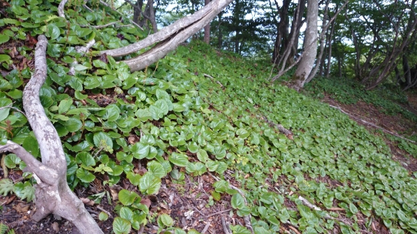 比良縦走第二弾♪　　朽木栃生〜武奈ヶ岳〜シャカ岳~比良_b0148050_14243852.jpg