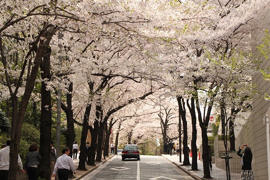 大田区田園調布 桜坂 ピタットハウス方南町店 City Area株式会社blog 大田区田園調布 桜坂 ピタットハウス方南町店 City Area株式会社blog