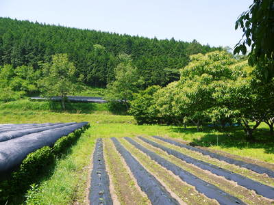 株式会社旬援隊の敷地内の様子と開墾？のお話し_a0254656_1832261.jpg