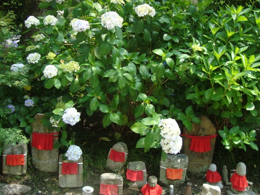 6月15日　あじさい寺（矢田寺）_f0127256_2125033.jpg