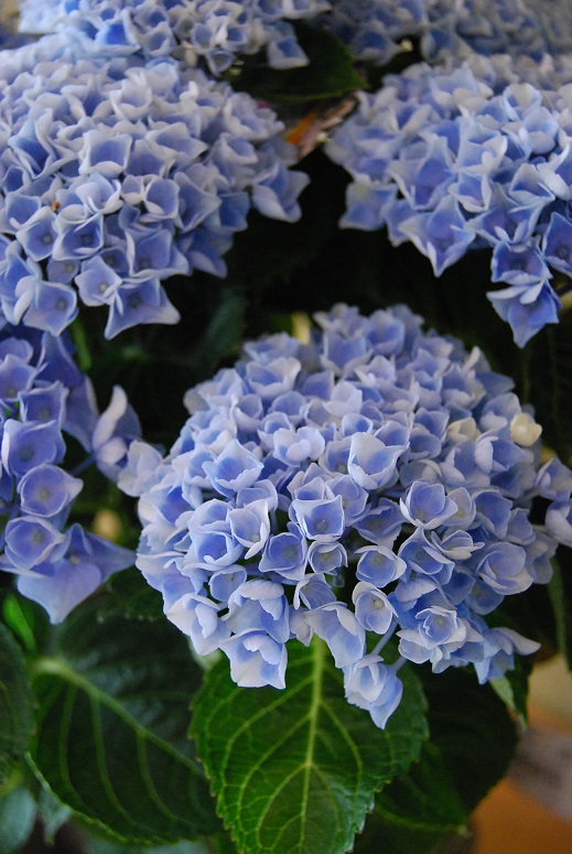 入荷の花鉢。_a0201358_17493299.jpg