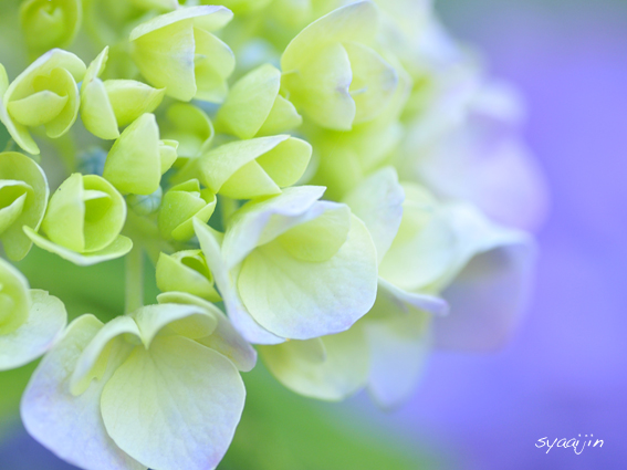 梅雨時を彩る　『紫陽花』_d0251161_16204337.jpg