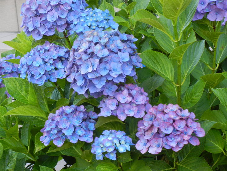 ’14,6,15(日)じゃがいも掘ったよ~!_f0060461_855197.jpg
