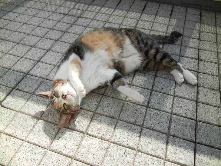 ’14,6,15(日)じゃがいも掘ったよ~!_f0060461_8573192.jpg