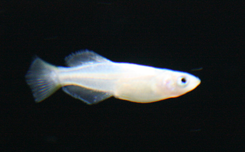 a0162263_19405135.jpg