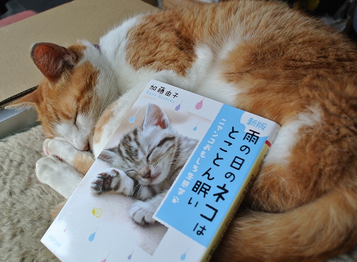 雨の日のネコはとことん眠い 続 ムー太の猫マンション 雨の日のネコはとことん眠い 続 ムー太の猫マンション