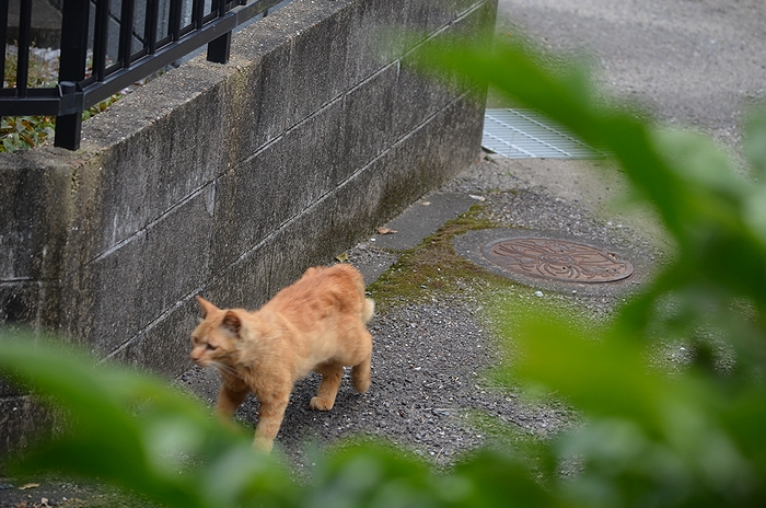 雨の日のネコはとことん眠い_a0319263_20543738.jpg