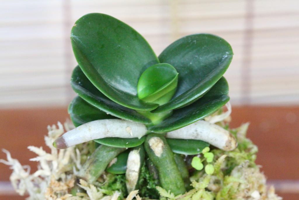 名護蘭:青玉丸 開花 : The blog of meraki 名護蘭:青玉丸 開花 : The blog of meraki