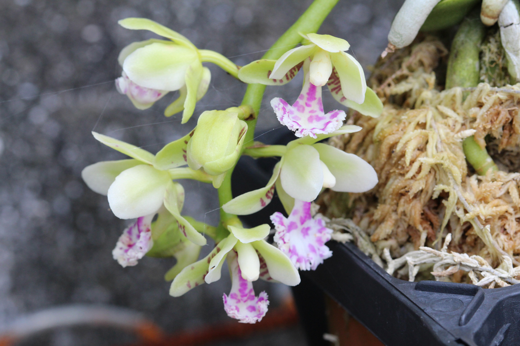 名護蘭:青玉丸 開花 : The blog of meraki 名護蘭:青玉丸 開花 : The blog of meraki