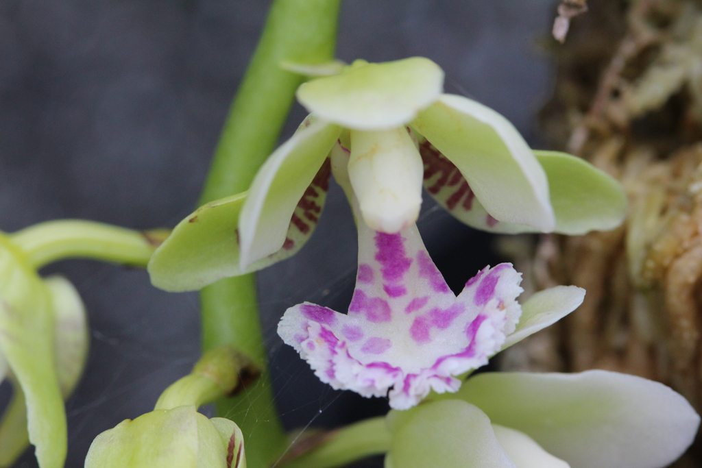 名護蘭：青玉丸 開花 : The blog of meraki