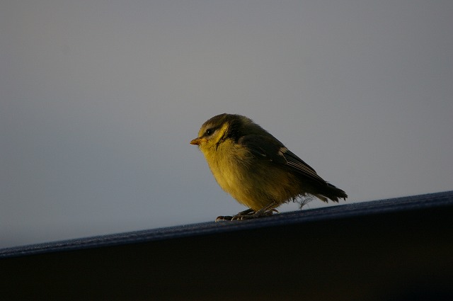 ドイツ探鳥報告　その７_e0000968_15192461.jpg