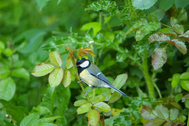 ドイツ探鳥報告　その７_e0000968_1521354.jpg