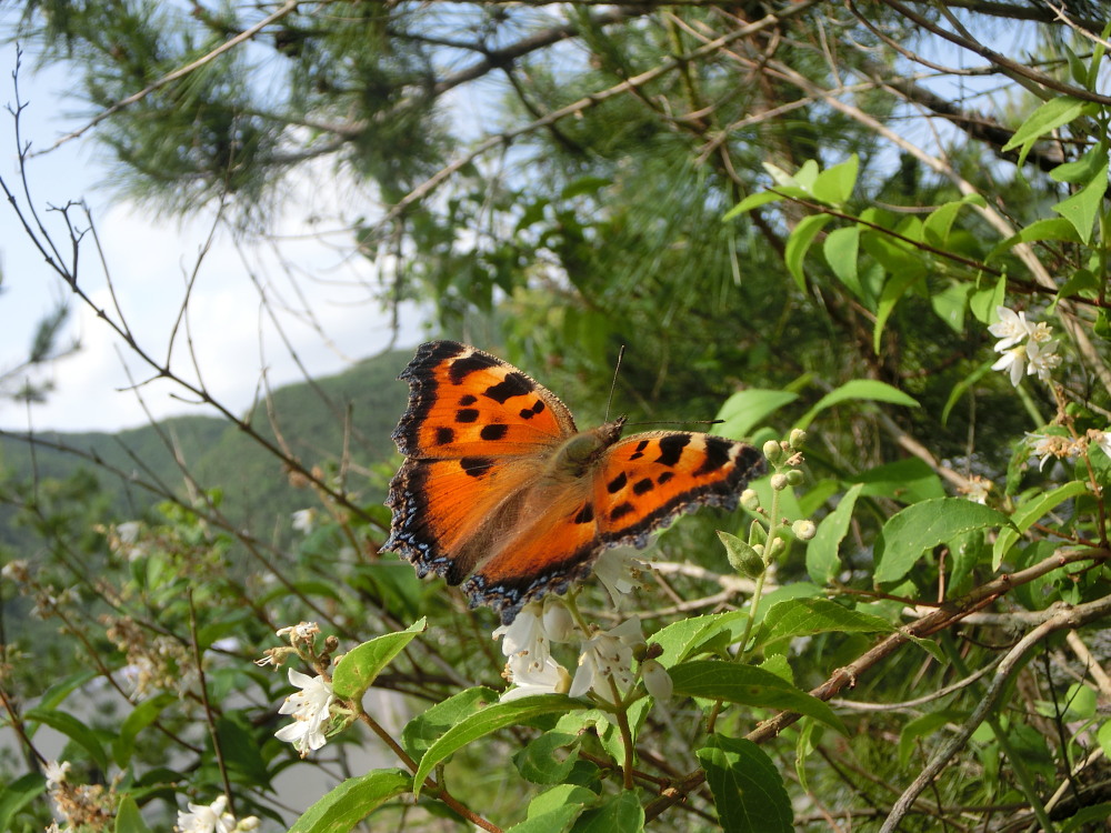 ヒオドシチョウ　吸蜜＠ウツギ　2014.6.8岡山県０４_a0146869_2023.jpg