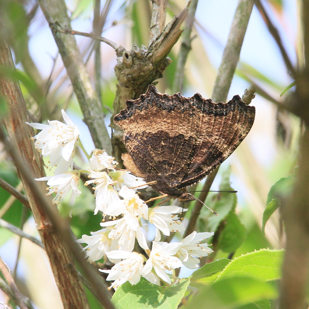 ヒオドシチョウ　吸蜜＠ウツギ　2014.6.8岡山県０４_a0146869_291470.jpg