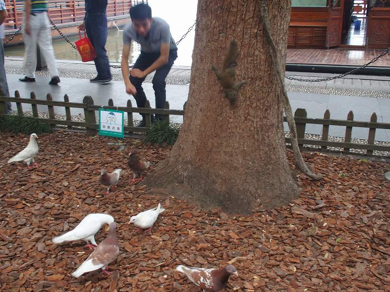 西湖の公園で木の上から降りてきた生き物_c0134569_22161671.jpg