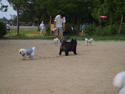 お散歩なう＾＾_b0302075_11571813.jpg