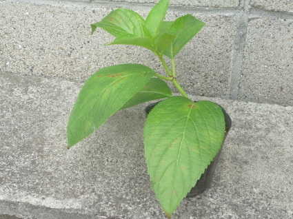 c0329378_17491057.jpg