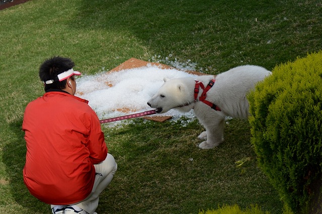 ２０１４年５月　白浜パンダ見隊２　その５　陽ちゃん２つめの筍_a0052986_22393539.jpg