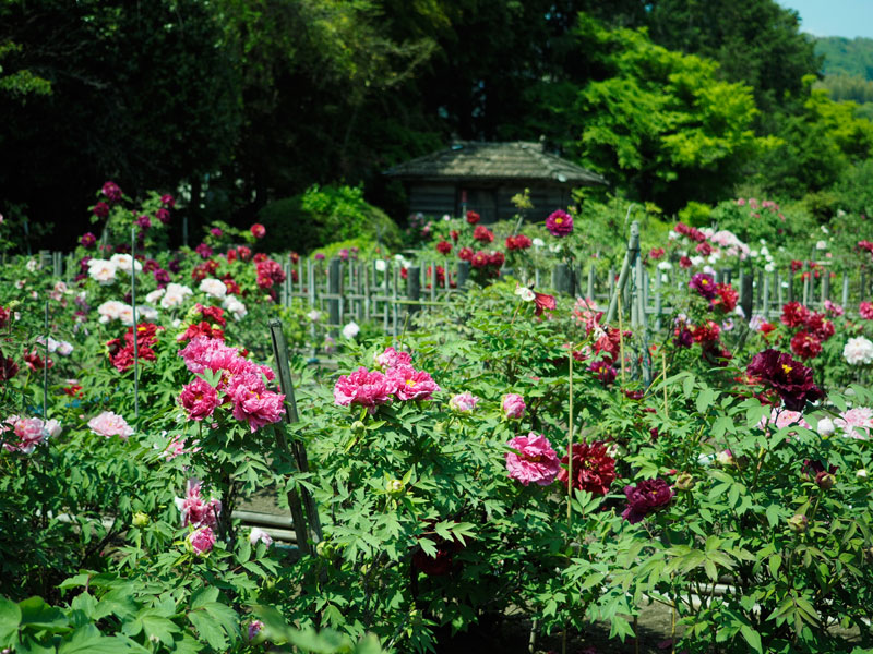 No.102　岐阜県　お茶屋敷跡ボタン園_b0120889_22341698.jpg