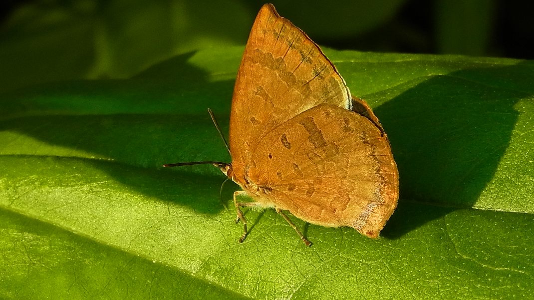 a0152692_17455864.jpg
