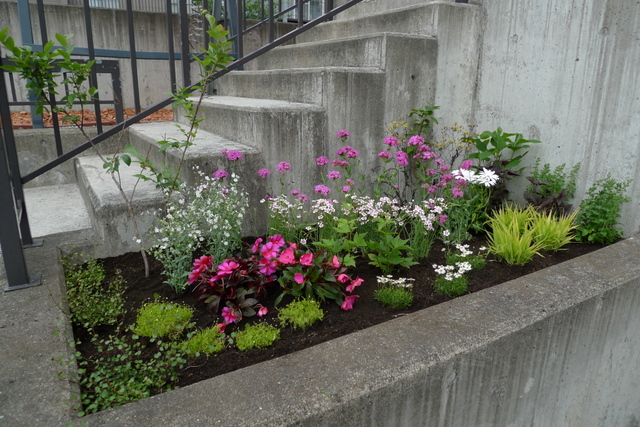 お家の花壇の植栽を。_b0171193_22142017.jpg