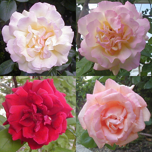 ●薔薇の肖像、その6_d0053294_1162575.jpg