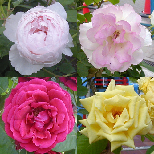 ●薔薇の肖像、その6_d0053294_1164056.jpg