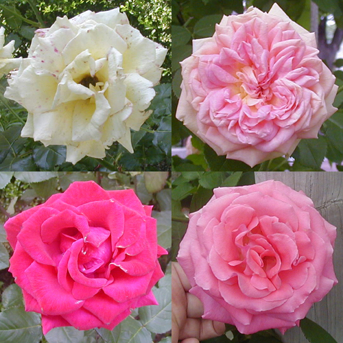 ●薔薇の肖像、その6_d0053294_116451.jpg