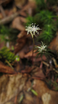 八ヶ岳　杣添尾根～三叉峰　ツクモグサ_a0157297_17140822.jpg