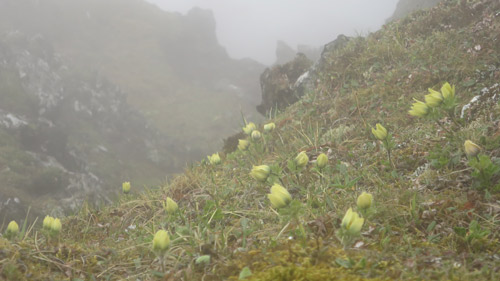 八ヶ岳　杣添尾根～三叉峰　ツクモグサ_a0157297_17153574.jpg