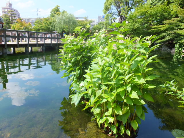 日本庭園　～徳川園～_a0271502_19134064.jpg