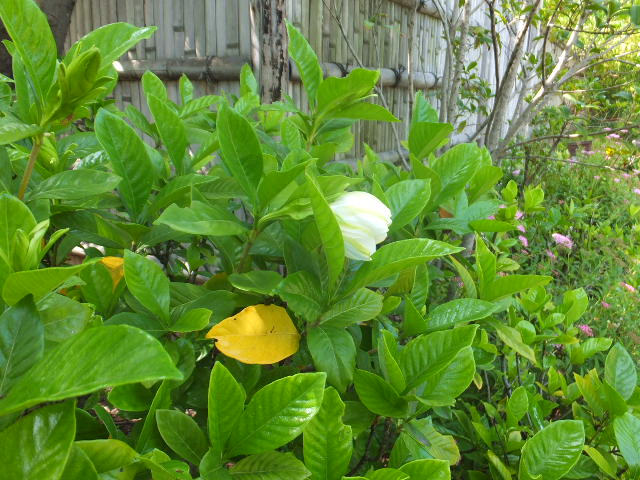 a0271502_19263787.jpg