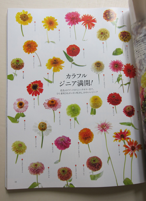 花時間 2014年 夏号　ジニアのアレンジを掲載いただきました！_b0138802_21351788.jpg