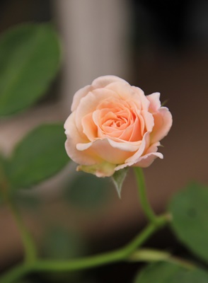 a0123003_8592549.jpg