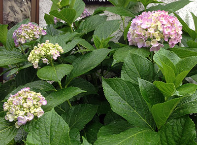 a0158805_1152787.jpg