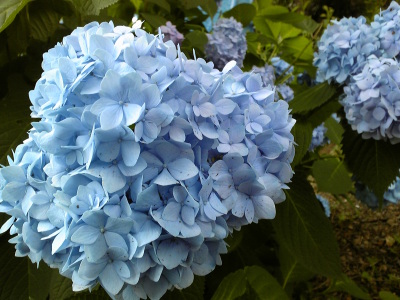 Hydrangea_b0316105_20570421.jpg