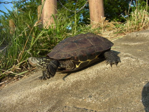 e0147206_1321949.jpg