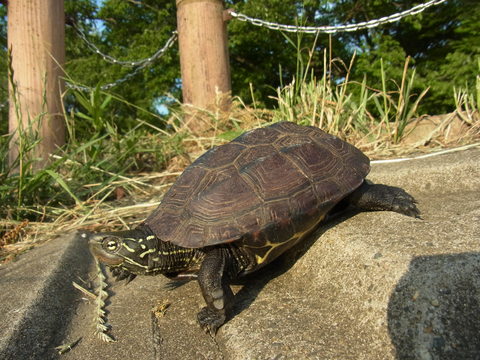 e0147206_132341.jpg